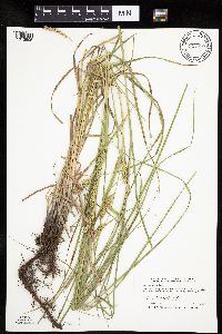 Carex laeviconica image