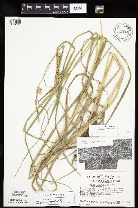 Carex laeviconica image