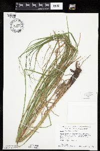 Carex laeviconica image