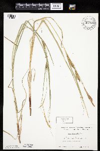 Carex laeviconica image