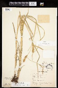 Carex laeviconica image