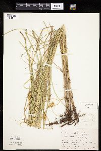 Carex laeviconica image