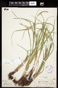 Carex laeviconica image