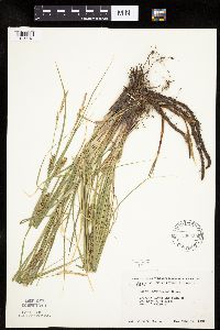 Carex laeviconica image