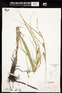 Carex laeviconica image