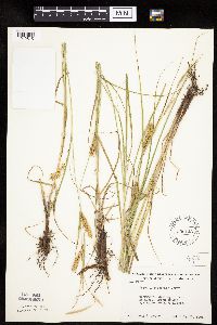 Carex laeviconica image