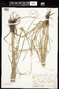 Carex laeviconica image