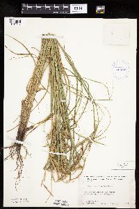 Carex laeviconica image