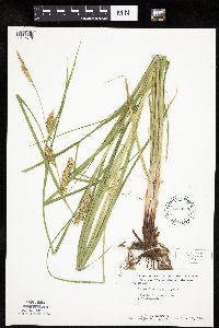 Carex laeviconica image