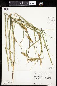 Carex laeviconica image