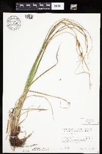 Carex laeviconica image