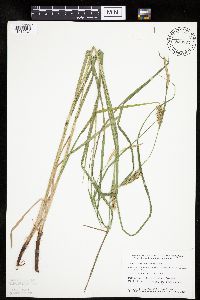 Carex laeviconica image