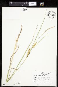 Carex laeviconica image