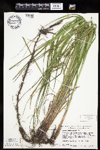 Carex laeviconica image