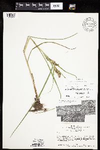 Carex laeviconica image