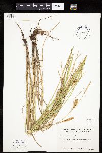 Carex laeviconica image