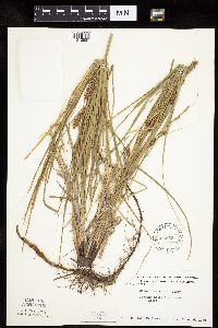 Carex laeviconica image