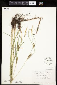 Carex laeviconica image