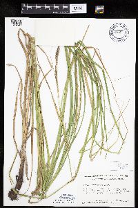 Carex laeviconica image