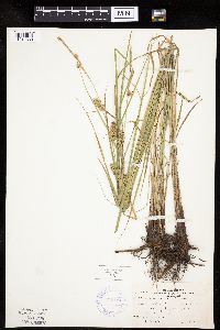 Carex laeviconica image