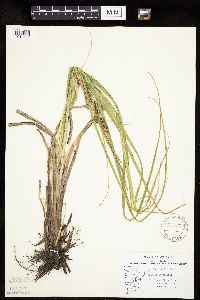 Carex laeviconica image