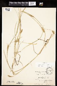 Carex laeviconica image