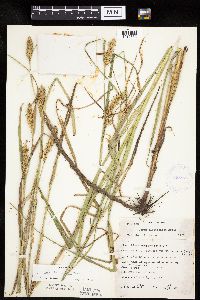 Carex laeviconica image