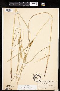 Carex laeviconica image