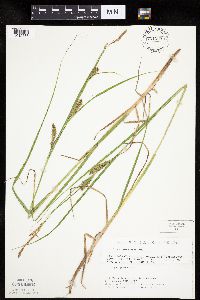 Carex laeviconica image