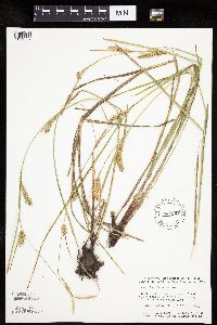 Carex laeviconica image