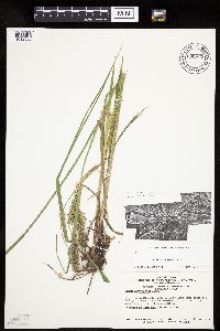 Carex laeviconica image