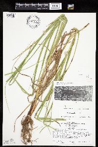 Carex laeviconica image