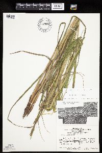 Carex laeviconica image