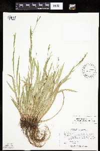 Carex laxiculmis image