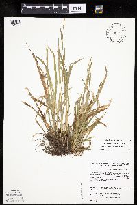 Carex laxiculmis image