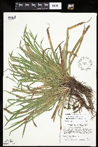 Carex laxiculmis image