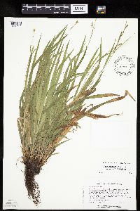 Carex laxiculmis image