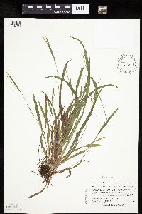 Carex laxiculmis image