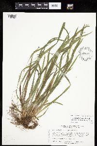 Carex laxiculmis image
