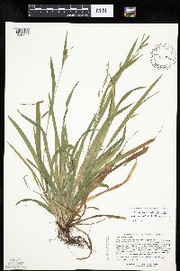 Carex laxiculmis image