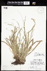 Carex laxiculmis image