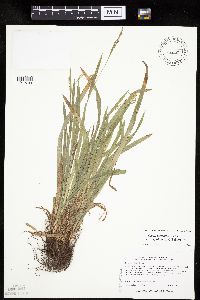 Carex laxiculmis image