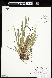 Carex laxiculmis image