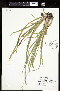 Carex laxiculmis image