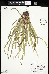 Carex laxiculmis image