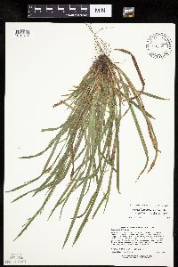 Carex laxiculmis image