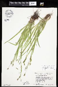 Carex laxiculmis image