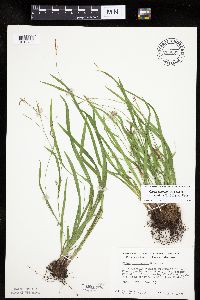 Carex laxiculmis image