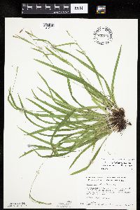Carex laxiculmis image