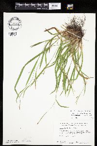 Carex laxiculmis image